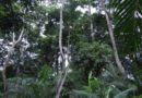 Protecting forests: New funding will bolster activities of REDD+