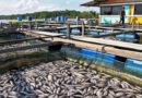 Climate risks projected to affect fish biomass around the world’s ocean, FAO report says