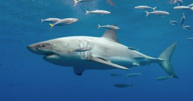 Scientists to shed light on the status of sharks, big cat, other animal species in international trade
